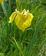 Sumpf-Schwertlilie (Iris pseudacorus)