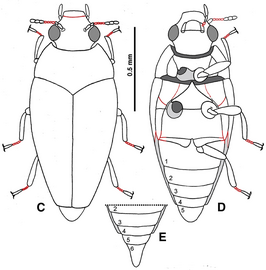 Triamyxa