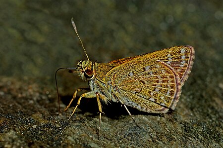 Ventral view