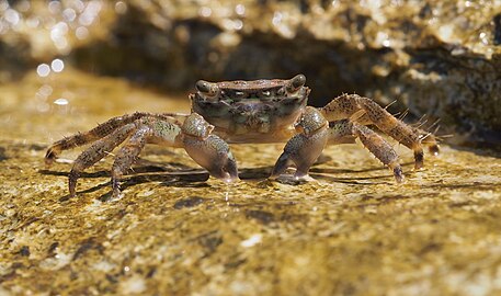 Краба (Pachygrapsus marmoratus) на Истарској обали (Јадранско море)