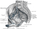 Iliopelvic glands (lateral view).