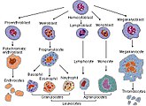 Blood cell lineage. For scale, note that megakaryocytes (50-100 μm) are 10 to 15 times larger than a typical red blood cell.