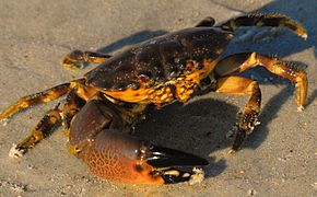 Menippe mercenaria (Menippidae)