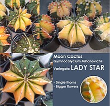 Moon Cactus Gymnocalycium Mihanovichii Variegata Lady Star