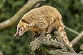 Coati allo zoo di Duisburg