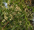 Blad en bloemen