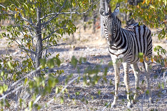 Plains zebra (equus quagga) near Halali, Etosha, Namibia