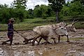 Ploughing of paddy field with an ard pulled by oxen