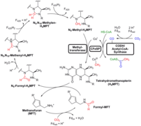 Reduktiver Acetyl-CoA-Weg Archaea