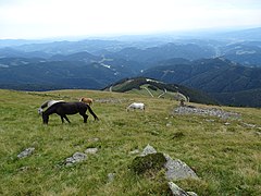 Pferde im Gipfelbereich, Blick über die Weststeiermark.