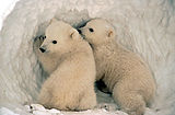 Dos cadells d'ós polar.