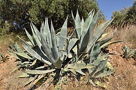 Maguey (Agave americana), en el Valle del Mezquital.