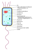 Schema einer Bakterienzelle (svg)