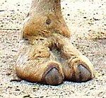 Hos kameldjur finns bara två tår kvar, klövarna är ombildade till naglar.