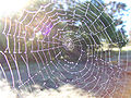 Spider web early in the morning