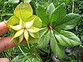 folìcoi de Helleborus niger