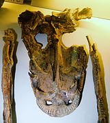Fossiles de Mastodonsaurus giganteus.