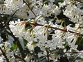 Osmanthus delavayi