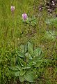 Plantain moyen (Plantago media)