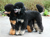 Phantom Poodles