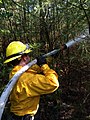 Image 37Wildland firefighter working a brush fire in Hopkinton, New Hampshire, US (from Wildfire)