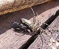 ??? Дорожная оса (сем. Pompilidae) тащит парализованного ею паука, сфотографировано в посёлке Белосарайская коса, июль 2007