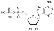 Adenosine diphosphate (ADP)