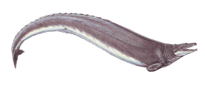 Basilosaurus