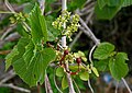 Cissus woodrowii in Keesara, India