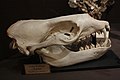 Détail d'un crâne de léopard de mer.