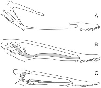 Cranis d'istiodactílids: A) Istiodactylus latidens (NHMUK R3877) (B) Istiodactylus sinensis (NGMC 99-07-11) i (C) Nurhachius ignaciobritoi (IVPP V-13288)