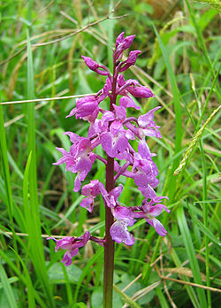 Vyriškoji gegužraibė (Orchis mascula)