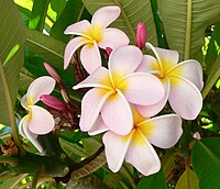 Plumeria in the Jardin des Plantes de Lille, Lille, France