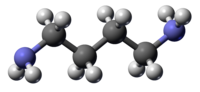 Putrescine 3D