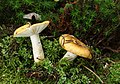 Zitronen-Täubling (Russula ochroleuca)