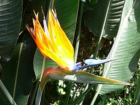 Strelitzia reginae.