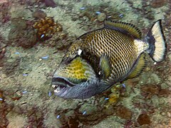 La dentition de ces poissons, faite pour briser les coquilles les plus coriaces, est impressionnante.