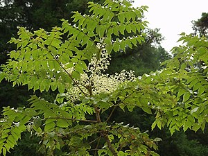 Aralia elata mä skirembloosen