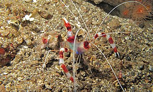 Stenopus hispidus, de la super-famille des Stenopodidea.