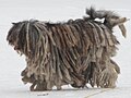 Bergamasco