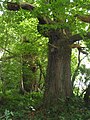 Ing metung a Castanea sativa pun dutung