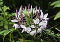 Cleome hassleriana "White Pink Spider Flower"