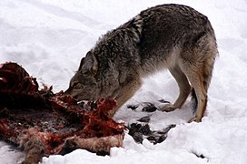 Coyote alimentando-se de uma carcaça de alce no inverno em Lamar Valley, perto do Yellowstone National Park