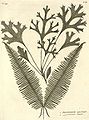 Flora indica, 1768