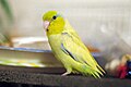 Pacific parrotlet (Forpus coelestis), captive yellow mutation