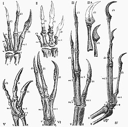 Comparaison de main gauche de Anchisaurus (I), Ceratosaurus (II), Ornitholestes (III), Archaeopteryx (IV), Antrodemus (V) et Struthiomimus (VI).