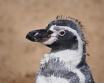 Pinguin Humboldt Spheniscus humboldti în timpul năpârlirii