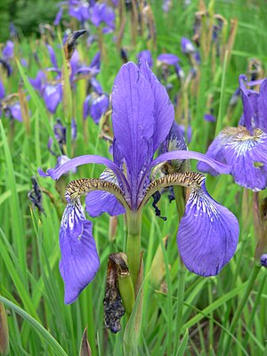 붓꽃(Iris sanguinea)