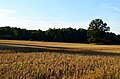 Forest nearby Šiukštuliškiai village