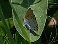 Lycaena dispar deposizione uova-Piemonte, prov. di Vercelli.